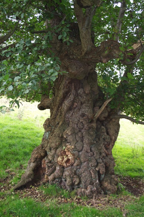 A very old tree at Chatsworth
